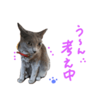 fu ＆ an  3（個別スタンプ：7）