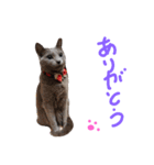 fu ＆ an  3（個別スタンプ：11）