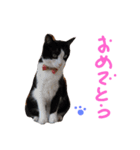fu ＆ an  3（個別スタンプ：13）