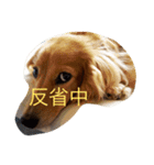 munyanko7（個別スタンプ：1）