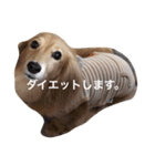 munyanko7（個別スタンプ：7）