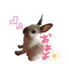 おもちくんだらけ（個別スタンプ：1）