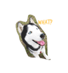 Husky DIDI（個別スタンプ：1）