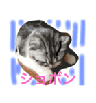 スコランド（個別スタンプ：1）