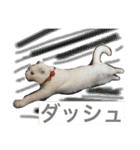 スコランド（個別スタンプ：5）