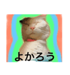 スコランド（個別スタンプ：12）