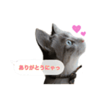 猫のわさび2（個別スタンプ：3）