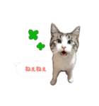 猫のわさび2（個別スタンプ：5）