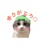 猫のわさび2（個別スタンプ：6）