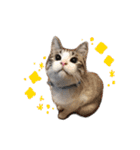 猫のわさび2（個別スタンプ：7）