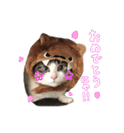 猫のわさび2（個別スタンプ：10）