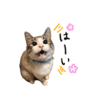 猫のわさび2（個別スタンプ：13）