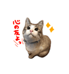 猫のわさび2（個別スタンプ：14）