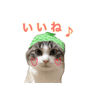 猫のわさび2（個別スタンプ：15）