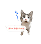 猫のわさび2（個別スタンプ：16）