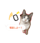 猫のわさび2（個別スタンプ：17）