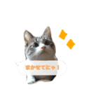 猫のわさび2（個別スタンプ：19）
