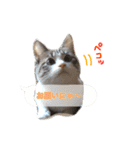 猫のわさび2（個別スタンプ：21）