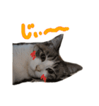 猫のわさび2（個別スタンプ：22）