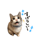 猫のわさび2（個別スタンプ：24）