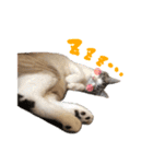 猫のわさび2（個別スタンプ：27）