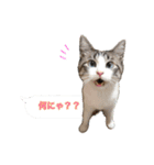 猫のわさび2（個別スタンプ：28）
