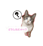 猫のわさび2（個別スタンプ：29）