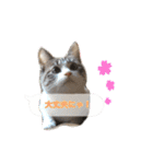 猫のわさび2（個別スタンプ：31）