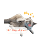 猫のわさび2（個別スタンプ：32）