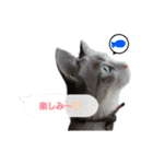 猫のわさび2（個別スタンプ：33）