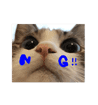 猫のわさび2（個別スタンプ：37）