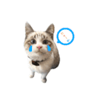 猫のわさび2（個別スタンプ：38）