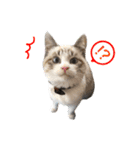 猫のわさび2（個別スタンプ：39）