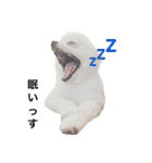あおいぽぽ 2ばん（個別スタンプ：8）