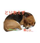 びーぐるちゃん（個別スタンプ：2）