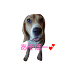 びーぐるちゃん（個別スタンプ：4）