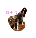 びーぐるちゃん（個別スタンプ：15）
