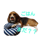 びーぐるちゃん（個別スタンプ：16）