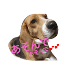 びーぐるちゃん（個別スタンプ：17）