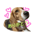 びーぐるちゃん（個別スタンプ：24）