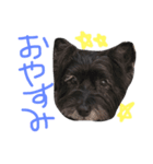 ケアンテリアのコロンくん（個別スタンプ：1）