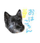 ケアンテリアのコロンくん（個別スタンプ：2）