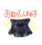 ケアンテリアのコロンくん（個別スタンプ：3）