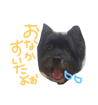 ケアンテリアのコロンくん（個別スタンプ：4）