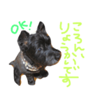 ケアンテリアのコロンくん（個別スタンプ：6）