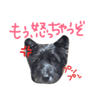 ケアンテリアのコロンくん（個別スタンプ：7）