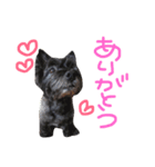 ケアンテリアのコロンくん（個別スタンプ：8）