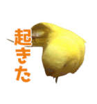 キィちゃんスタンプ（個別スタンプ：2）