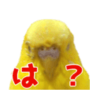 キィちゃんスタンプ（個別スタンプ：4）