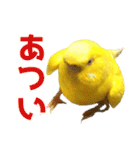 キィちゃんスタンプ（個別スタンプ：5）